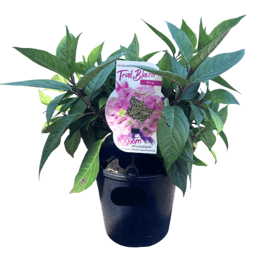 Hydrangea Trail Blazer 20cm_