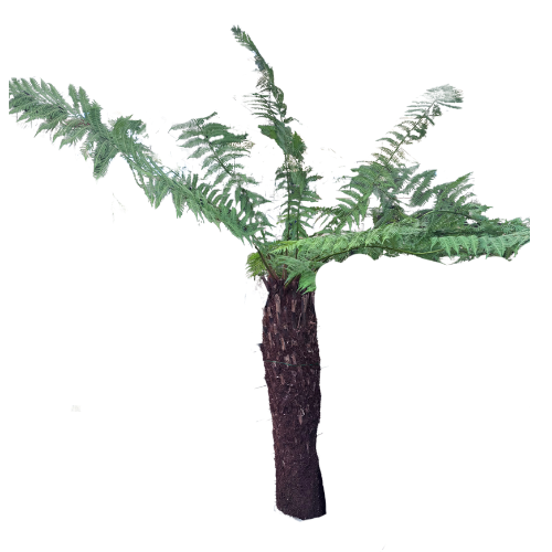 Tree Fern - Dicksonia antarctica