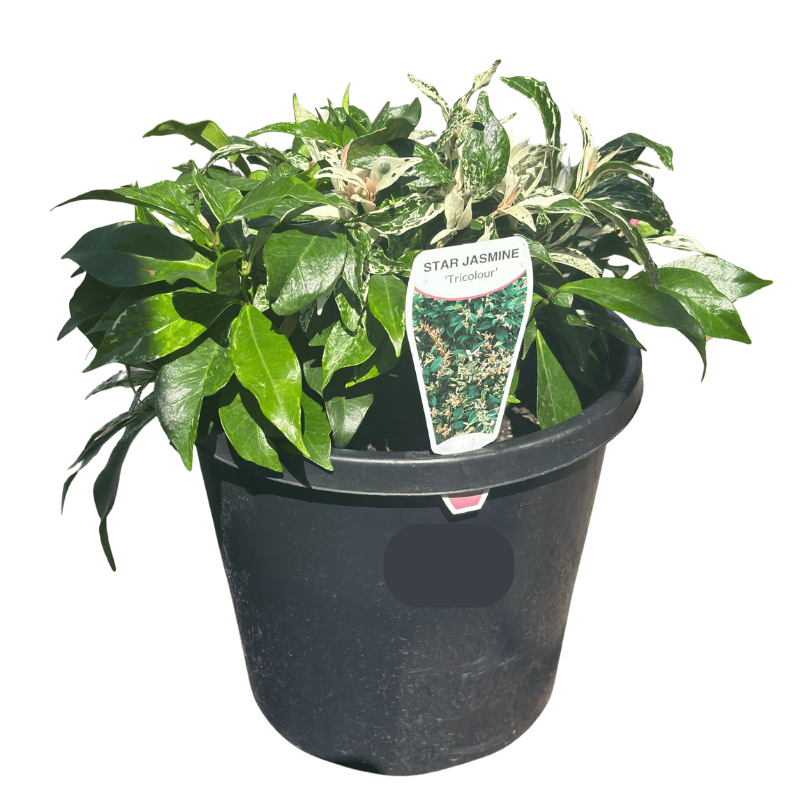 Trachelospermum jasminoides Tricolour 20cm