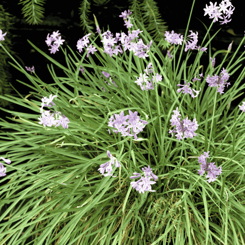 Tulbaghia Dark Star 14cm