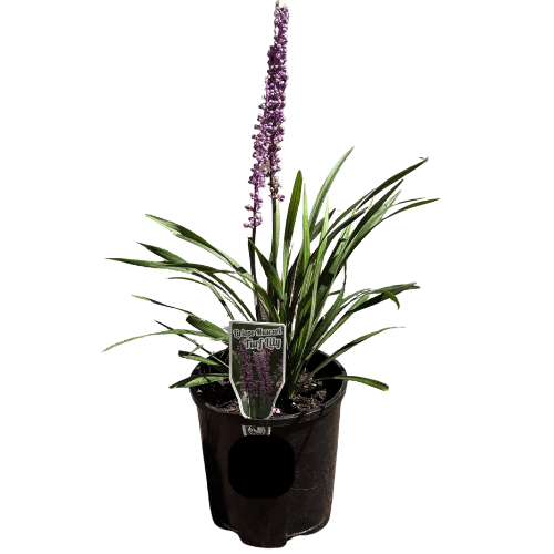 Liriope muscari - Lily Turf 14cm