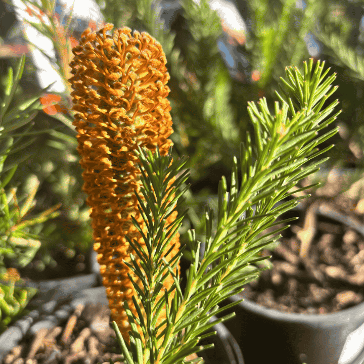 Banksia ericifolia 14cm