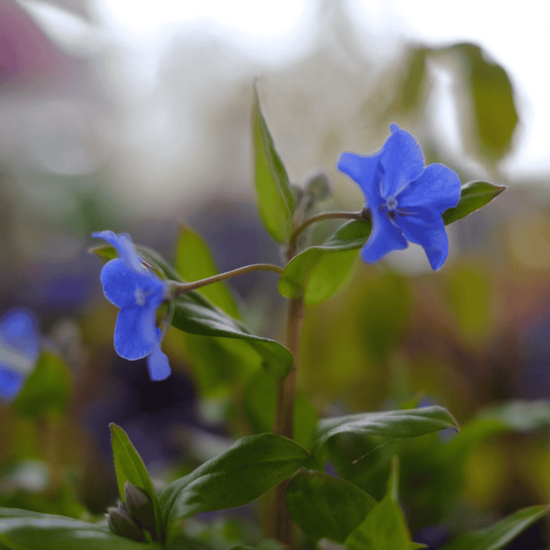 Omphalodes Cherry Ingram 14cm