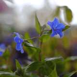 Omphalodes Cherry Ingram 14cm