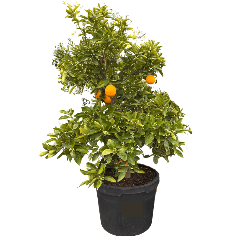 Orange Valencia 58cm
