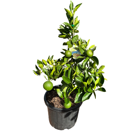 Orange Valencia Dwarf 33cm