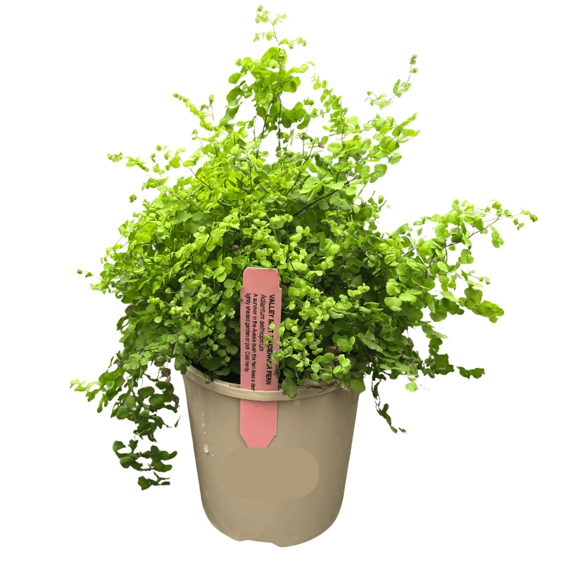 Adiantum aethiopicum 'Maidenhair Fern' 12cm