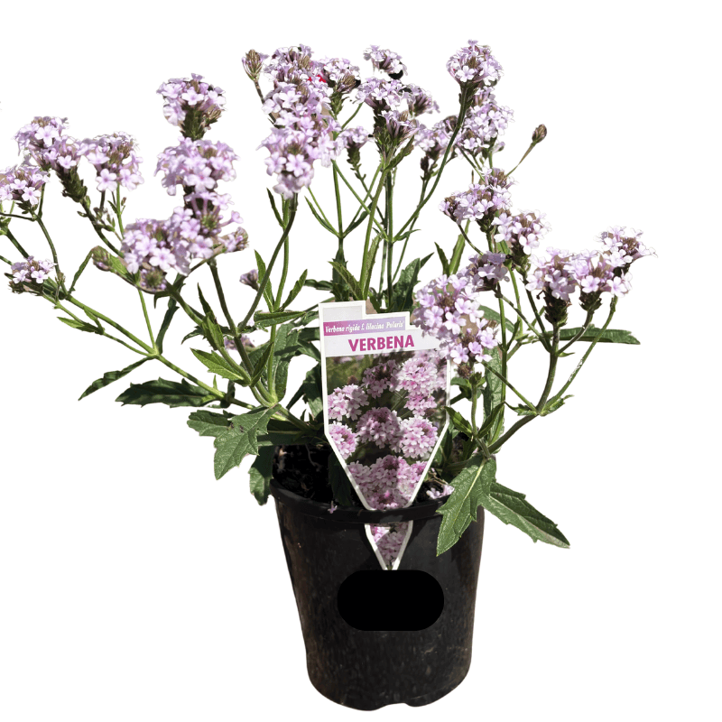 Verbena Polaris 14cm
