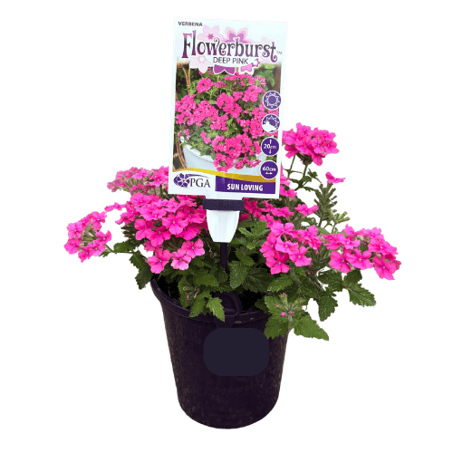 Verbena Deep Pink 14cm