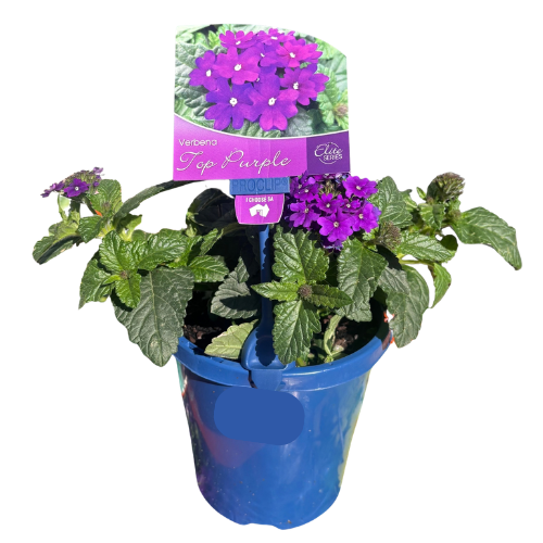 Verbena Top Purple 15cm