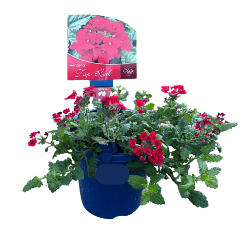 Verbena Top Red 15cm