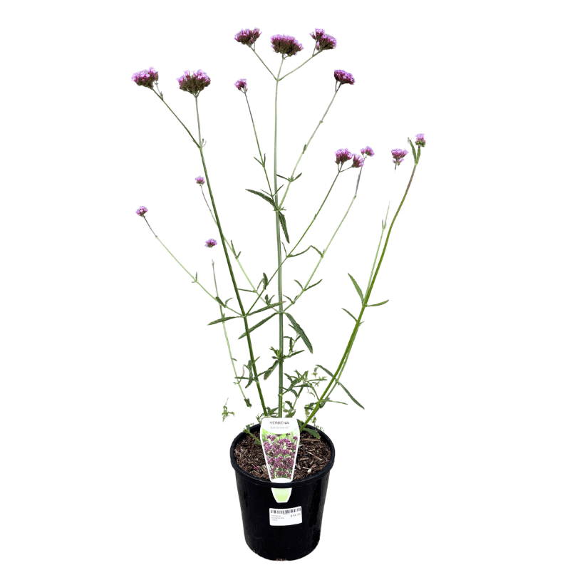 Verbena bonariensis 14cm