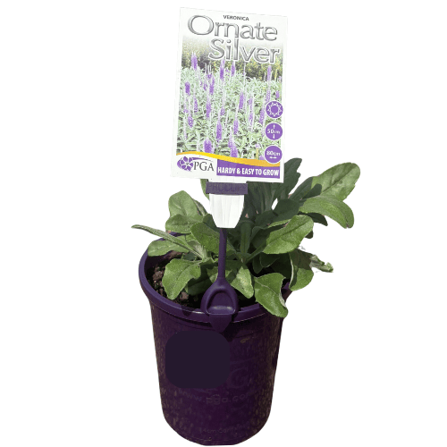 Veronica Ornate Silver 14cm