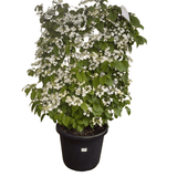 Viburnum 'Mariesii' Espalier 40cm