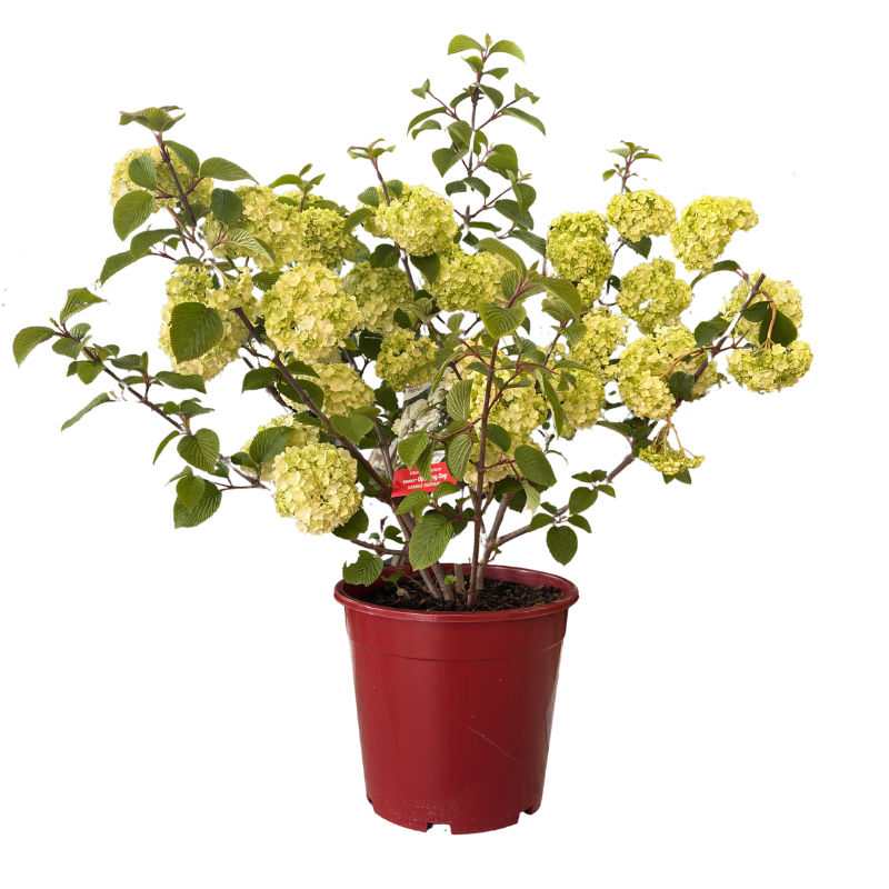 Japanese Snowball 'Opening Day' Viburnum plicatum PIIVIB 25cm