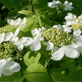 Viburnum 'Mariesii' Espalier 40cm