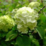 Japanese Snowball 'Opening Day' Viburnum plicatum PIIVIB 25cm