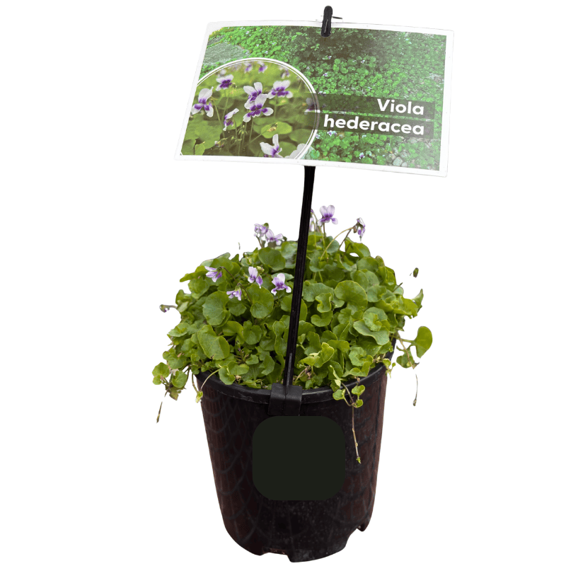 Viola hederacea 14cm