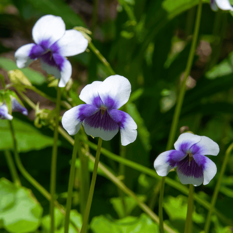 Viola hederacea 14cm