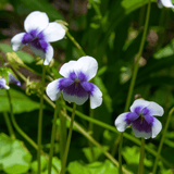 Viola hederacea 14cm