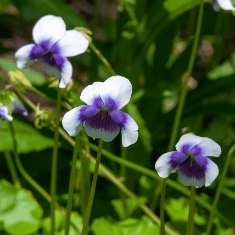 Viola hederacea 14cm