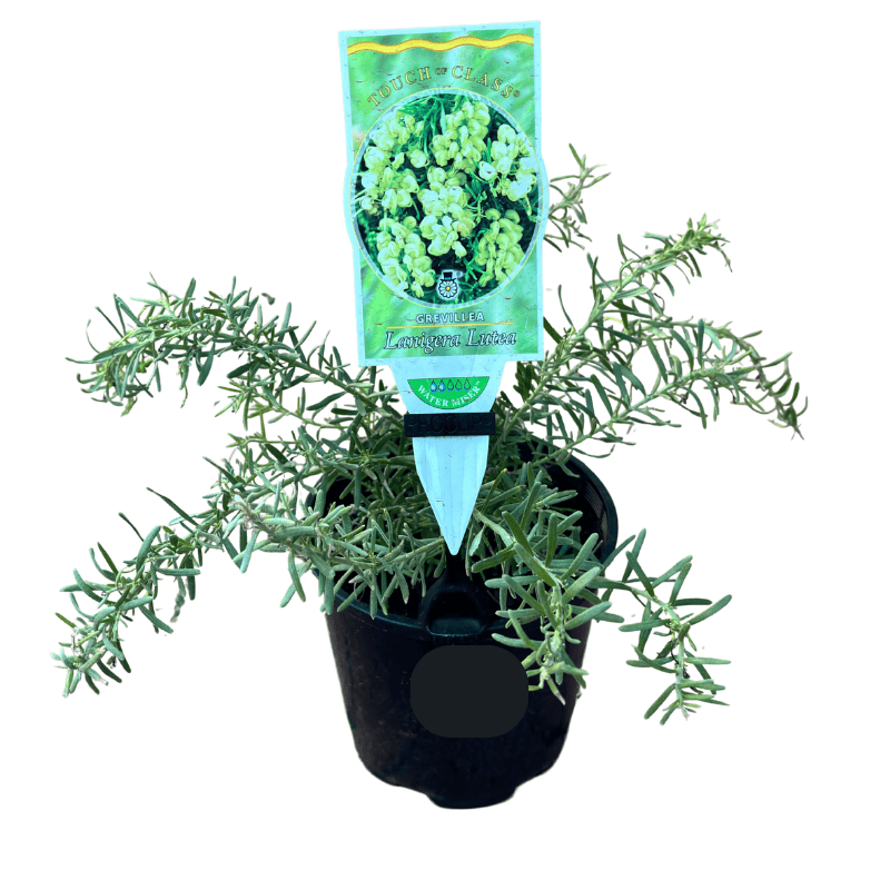 Grevillea lanigera Lutea 14cm