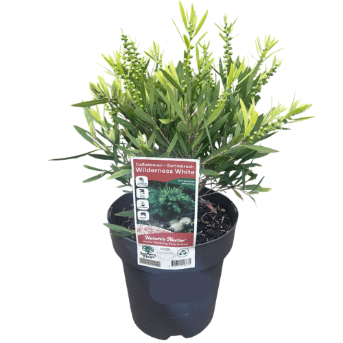 Callistemon 'Wilderness White' 20cm