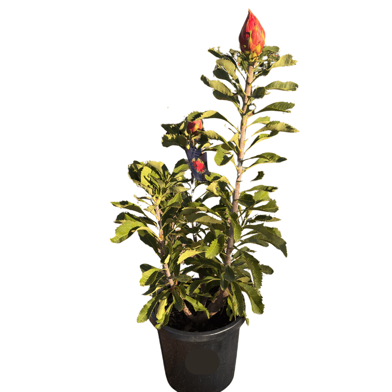 Waratah  'Linda' Telopea  30cm