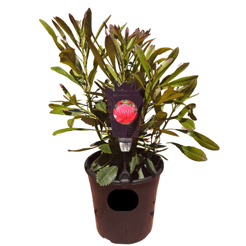 Waratah 'Enchanted Red' 14cm