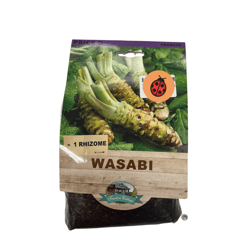 Wasabi Rhizome