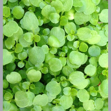 Watercress 10cm