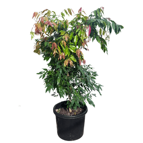 Waterhousea floribunda 30cm