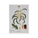 Tea Towel Botanic 50 x 70cm Wattle