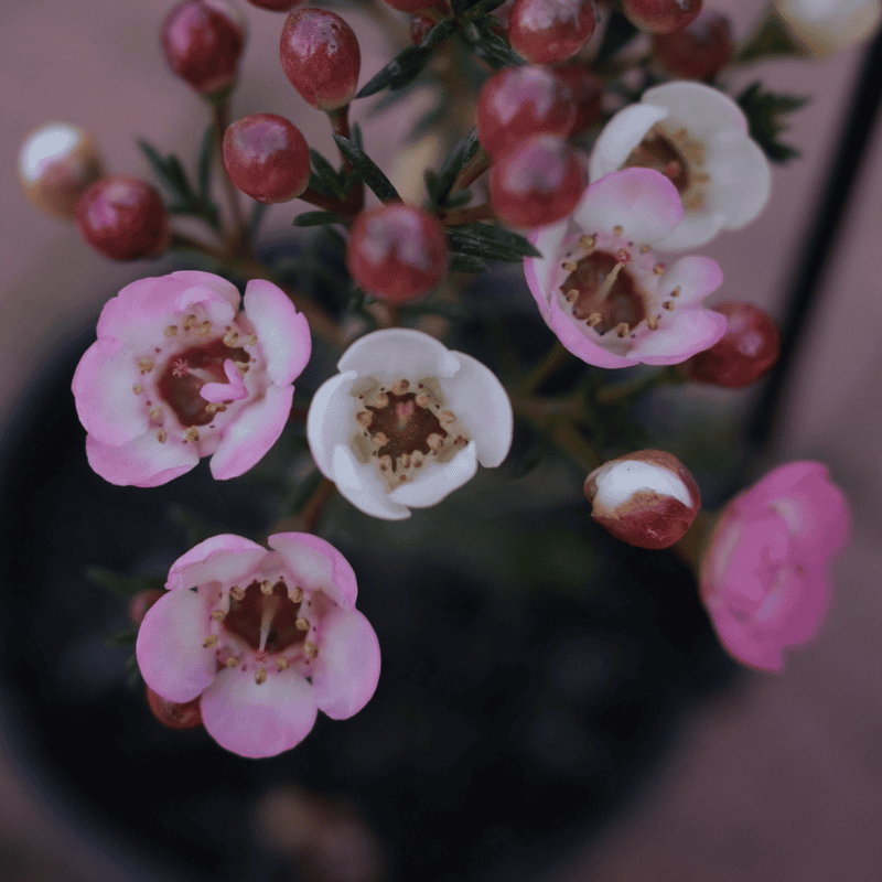 Chamelaucium Ruby's Delight 14cm