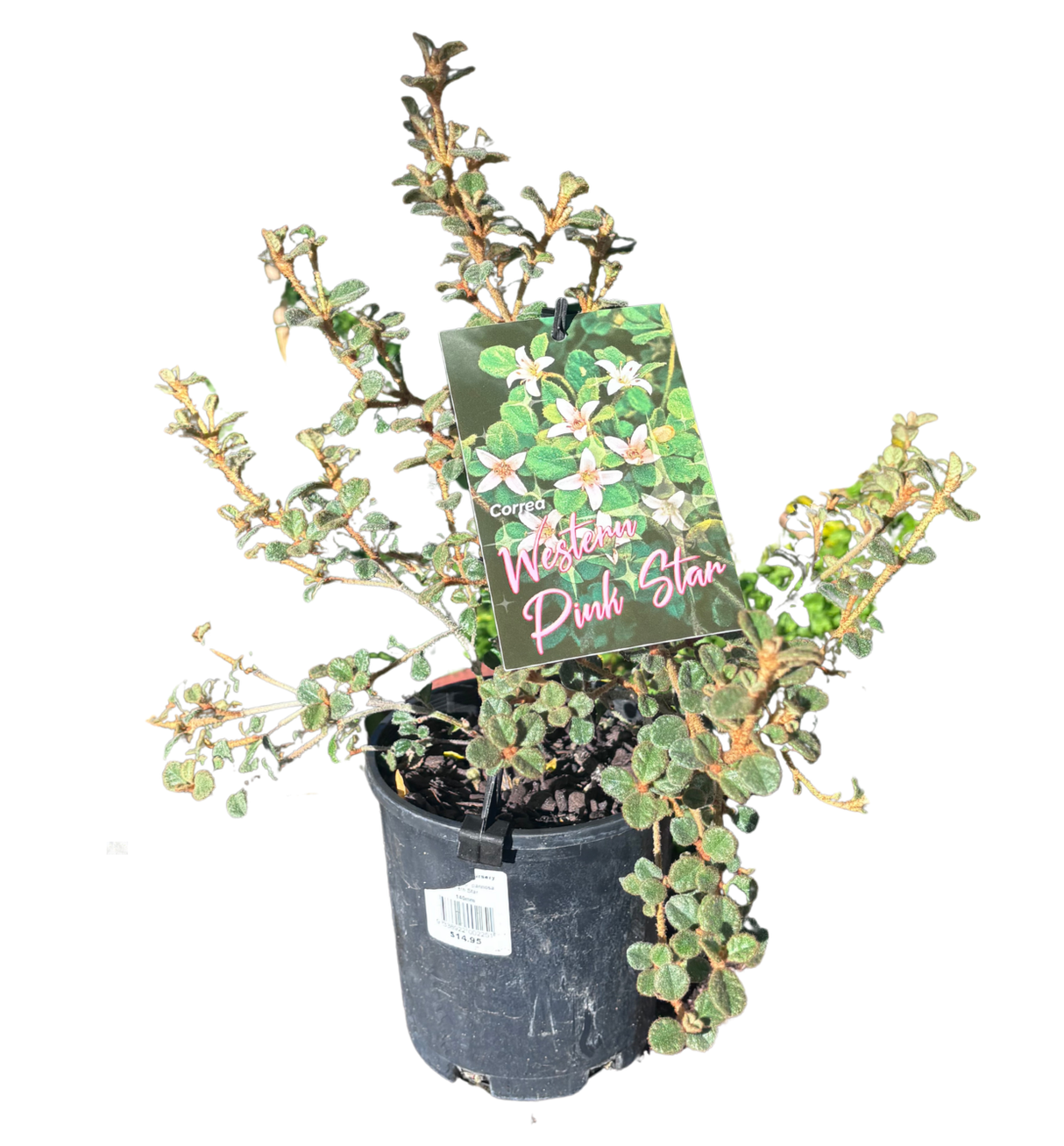 Correa alba pannosa Western Star 14cm