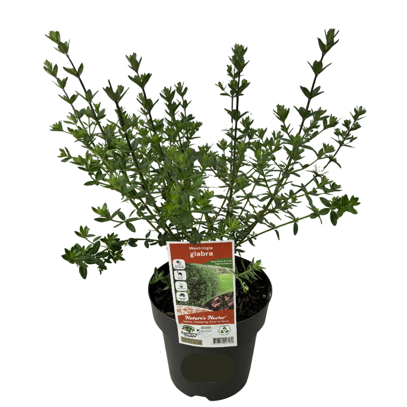 Westringia glabra 18cm