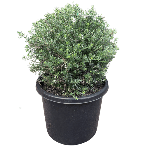 Westringia fruticosa Jervis Gem Ball 33cm