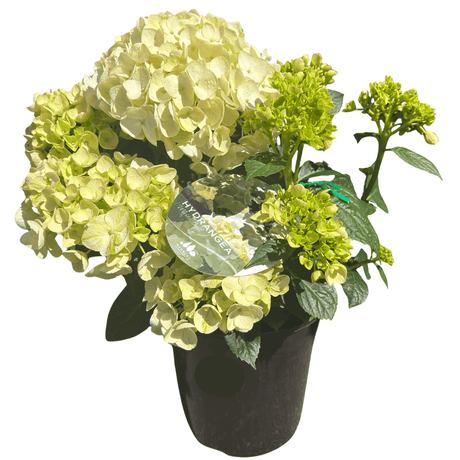 Hydrangea Ball Type White 20cm