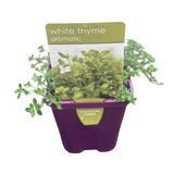 Thyme White 10cm