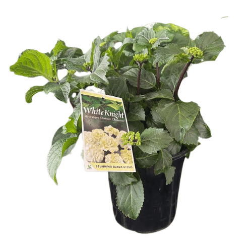 Hydrangea White Knight 20cm