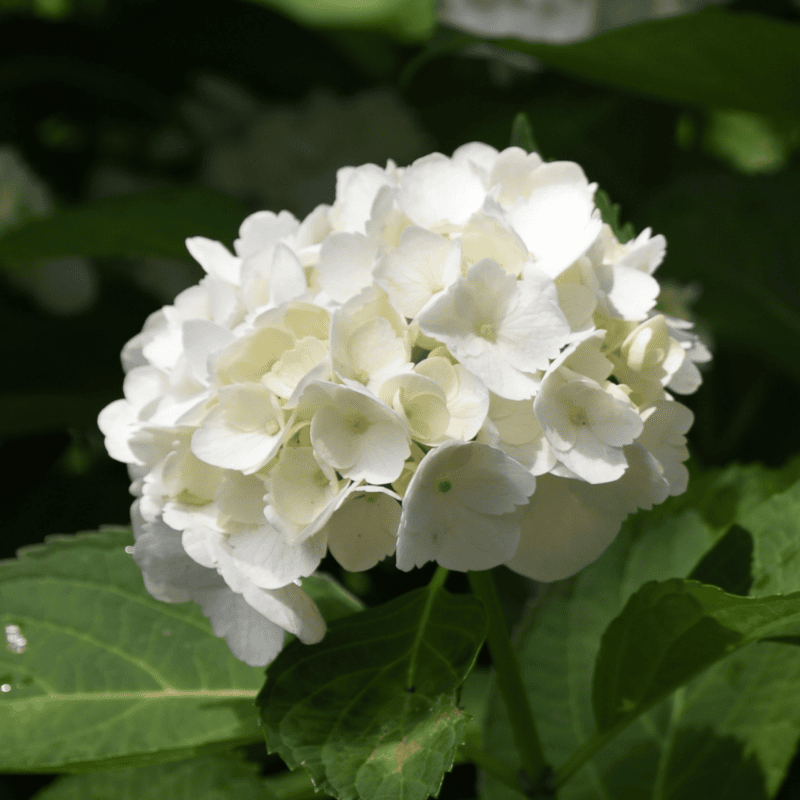 Hydrangea Ball Type White 20cm