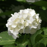 Hydrangea Ball Type White 20cm