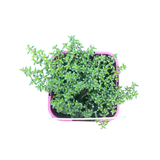 Thyme White 10cm