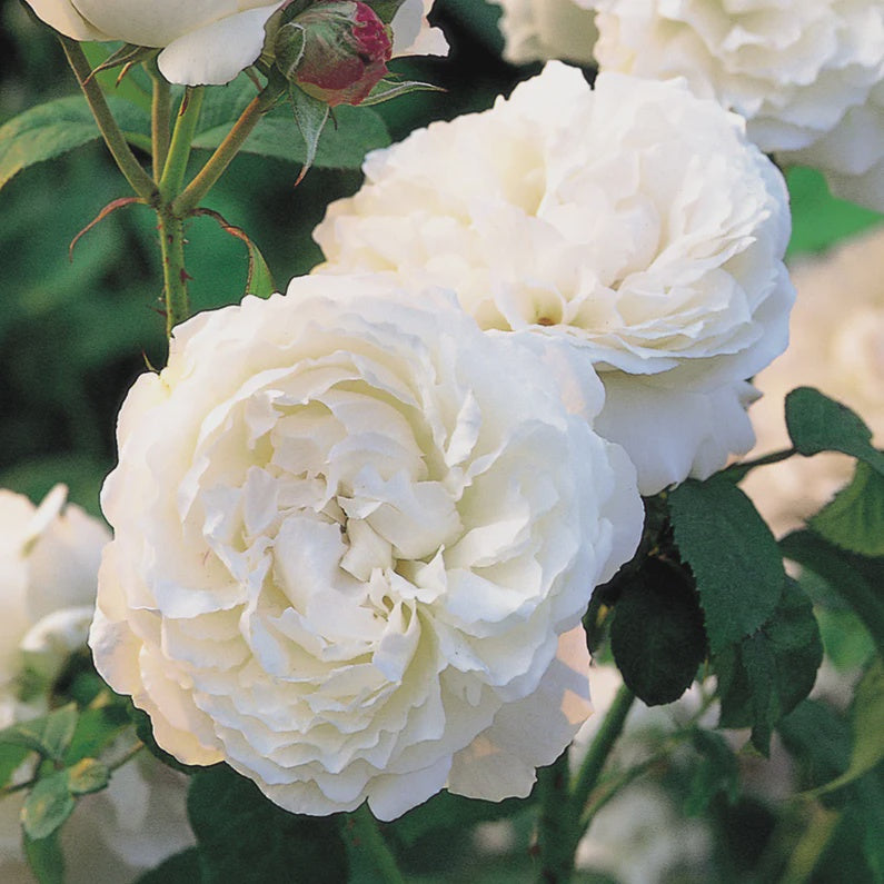 Rose Winchester Cathedral 20cm