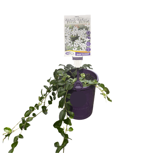 Vinca  Wink White 14cm
