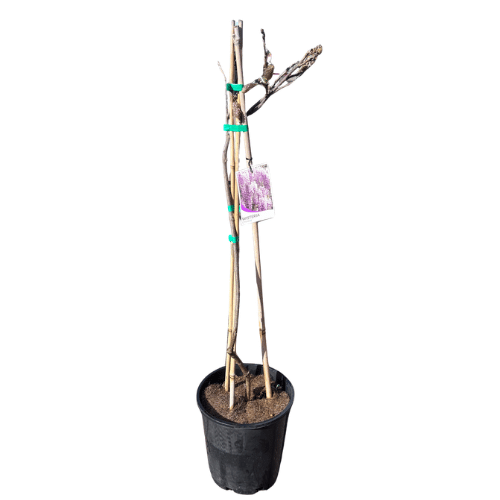 Wisteria sinensis_20cm