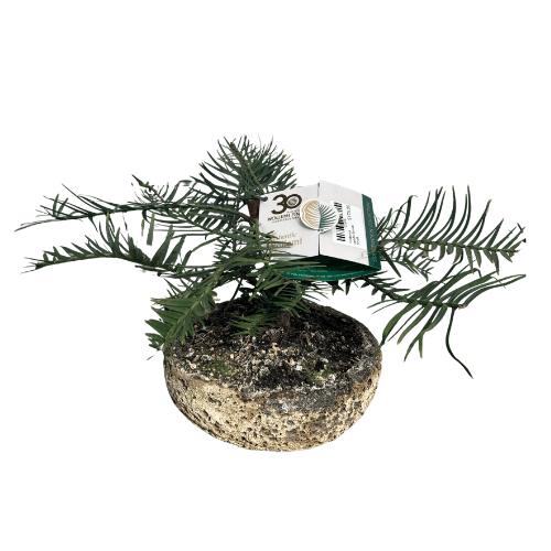Wollemia nobilis 20cm