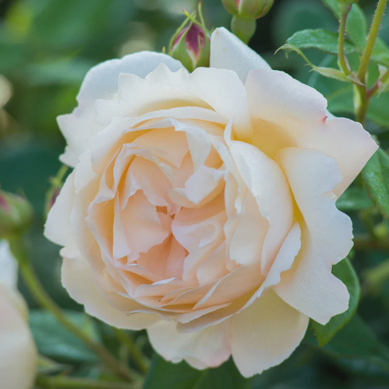 Rose Wollerton Old Hall 20cm