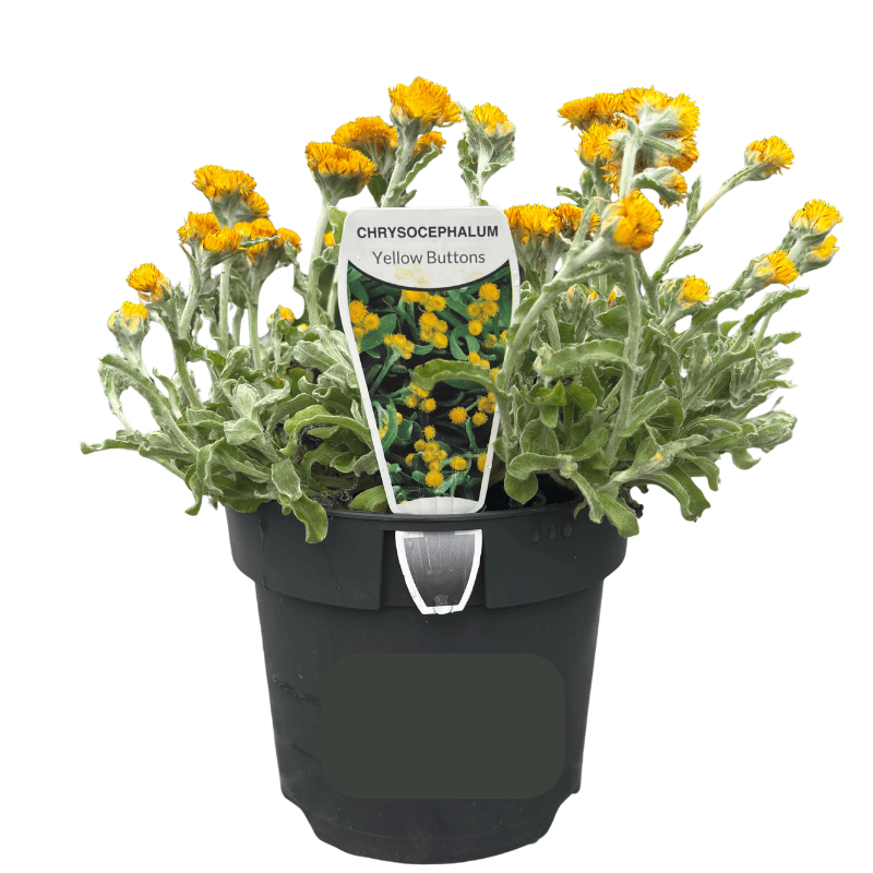 Chrysocephalum apiculatum 'Yellow Buttons' 14cm