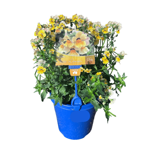 Nemesia Elite Lemon 15cm